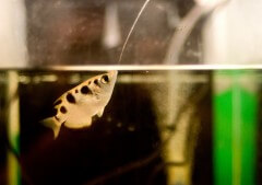 דג קשת יורק מעל על אוכל מעל המים במעבדה של פרופ' רונן שגב. צילום: דני מכליס, אוניברסיטת בן-גוריון.
