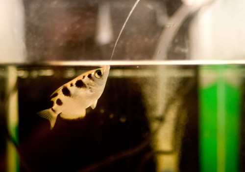 A rainbow fish spits on top of food above the water in Prof. Ronan Segev's laboratory. Photo: Danny Machlis, Ben-Gurion University.