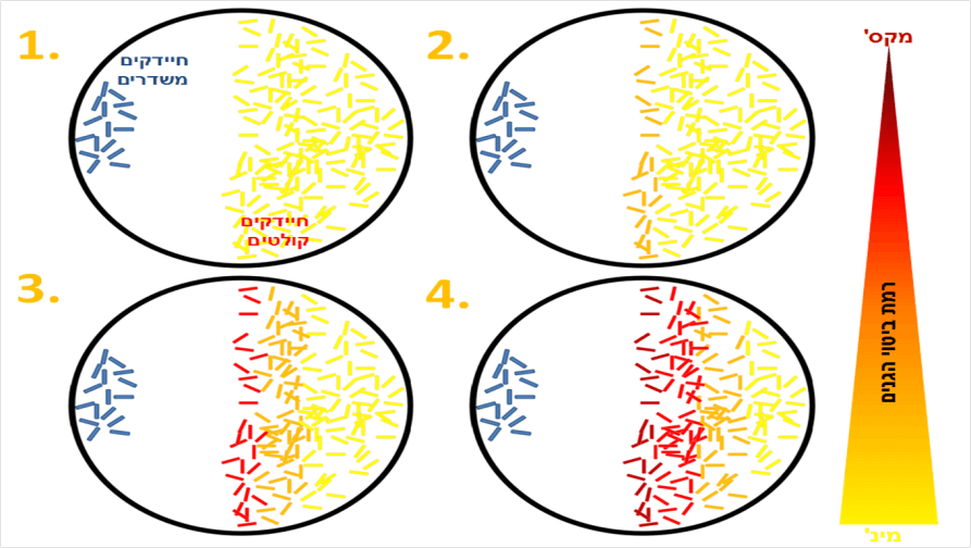 Figure 3: Experiment showing the diffusion mapping of the peptides at different times numbered from 1 to 4 in ascending order. The redder the receiving bacterium, the more peptides reached it.