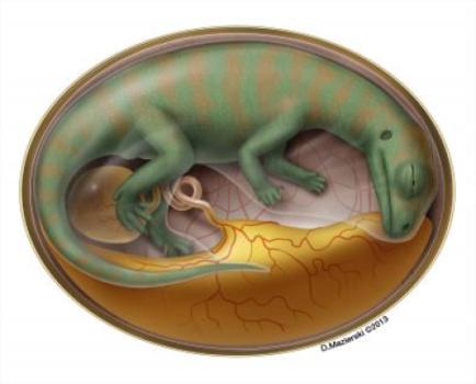 This is a flesh reconstruction of embryonic dinosaur inside egg. (Credit: Artworשחזור של עובר דינוזאור בתוך הביצה. (Credit: Artwork by D. Mazierski)k by D. Mazierski)