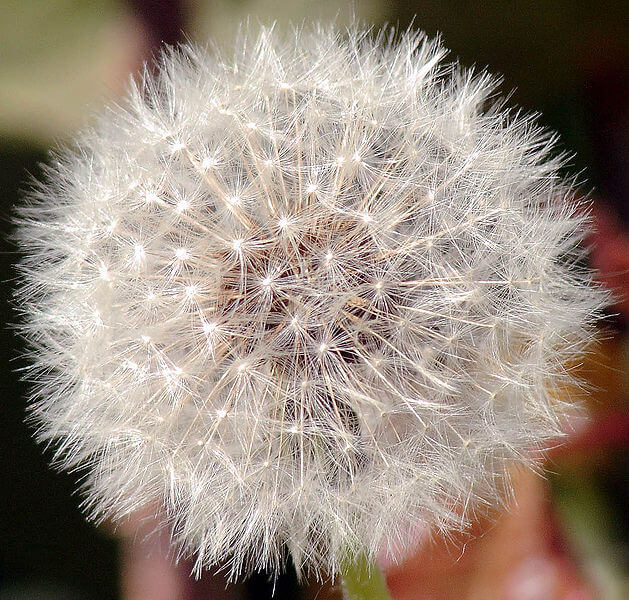 Dandelion flower. From Wikipedia