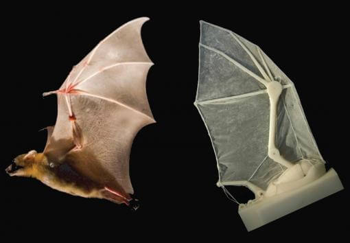 Robot-Bat: Image courtesy of Brown University