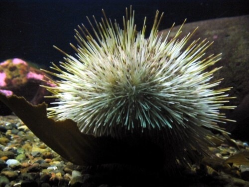 sea ​​urchin Image by Tomasz G. Sienicki under CC Attribution 2.5 license