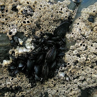 Marine mussels courtesy of Janek Pfeifer from Wikipedia