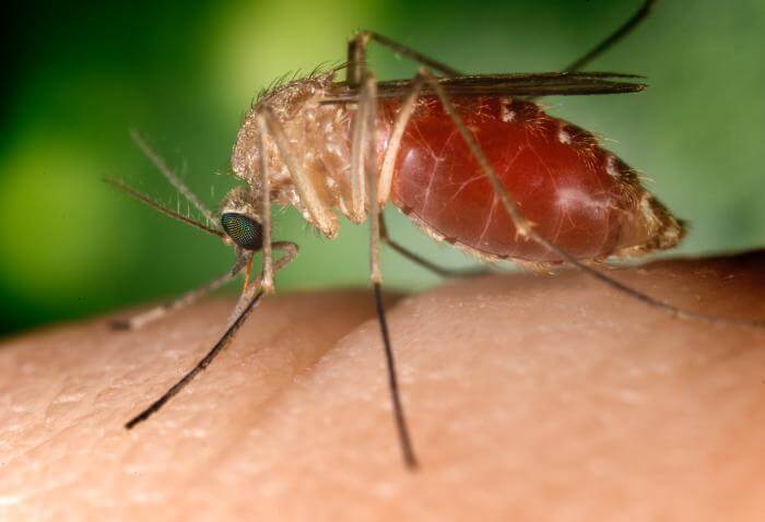 יתושה הנושאת בתוכה את טפיל קדחת הנילוס. מתוך ויקיפדיה