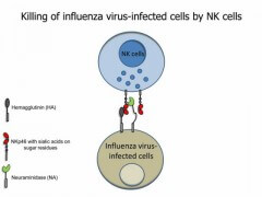 תאי ה-NK אמורים לזהות ולתקוף תאים נגועים בנגיף השפעת. איור באדיבות יותם בר-און, האוניברסיטה העברית בירושלים