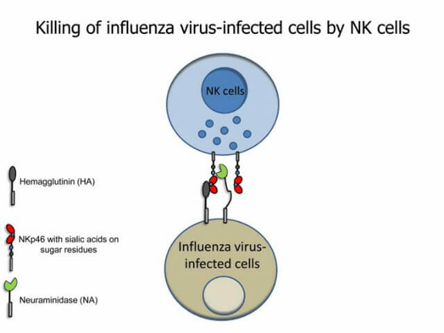 The NK cells are supposed to recognize and attack cells infected with the influenza virus. Illustration courtesy of Yotam Bar-On, The Hebrew University of Jerusalem