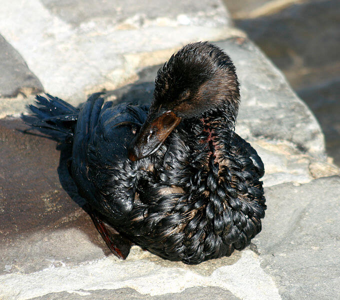 A chicken soaked in oil from a spill from an offshore oil well off Oakland-San Francisco Bay on July 11, 2007. From Wikipedia