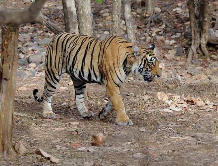 A tiger in a managed reserve in the state of Rajasthan in India. From Wikipedia