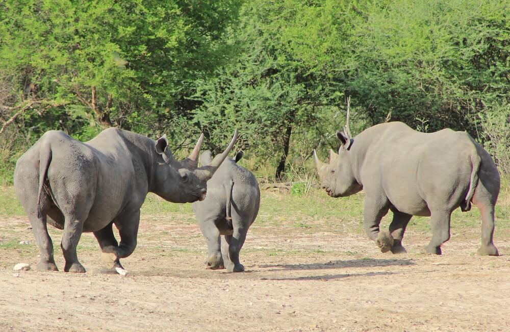 عائلة من وحيد القرن الأسود في أفريقيا. الصورة: شترستوك