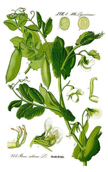 Pea illustration. From Wikipedia.