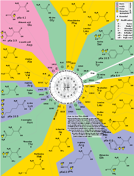 the genetic code. From Wikipedia.