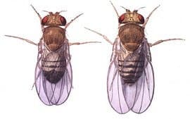 Female (right) and male Drosophila. From Wikipedia.