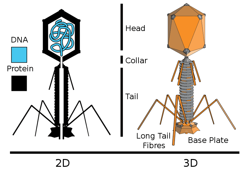 The T2 virus. From Wikipedia.