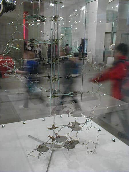 The DNA model built by Watson and Crick