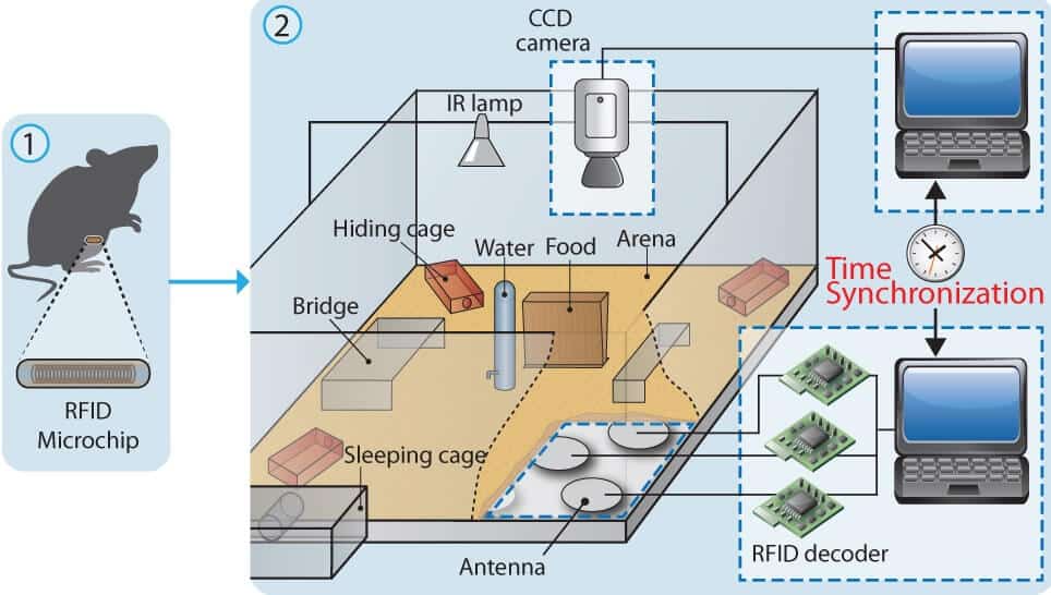 The big house of mice. Illustration: Prof. Tali Kimchi, Weizmann Institute