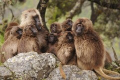 קופי ג'לדה. כאשר הם ממצמצים בשפתיהם, הם משמיעים קול, ששונה מקולות קופים אחרים בכך שהוא מופק בעזרת הזזת השפתיים, בדומה לדיבור אנוש קופי ג'לדה. כאשר הם ממצמצים בשפתיהם, הם משמיעים קול, ששונה מקולות קופים אחרים בכך שהוא מופק בעזרת הזזת השפתיים, בדומה לדיבור אנוש. משפחת קופי ג'לדה. מתוך ויקיפדיה