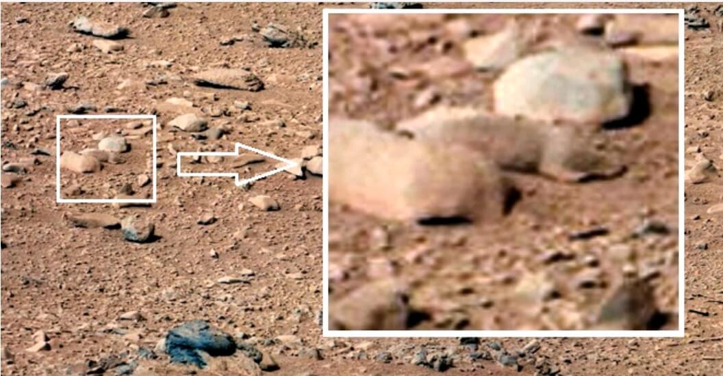 עכבר על מאדים? צילום: נאס"א