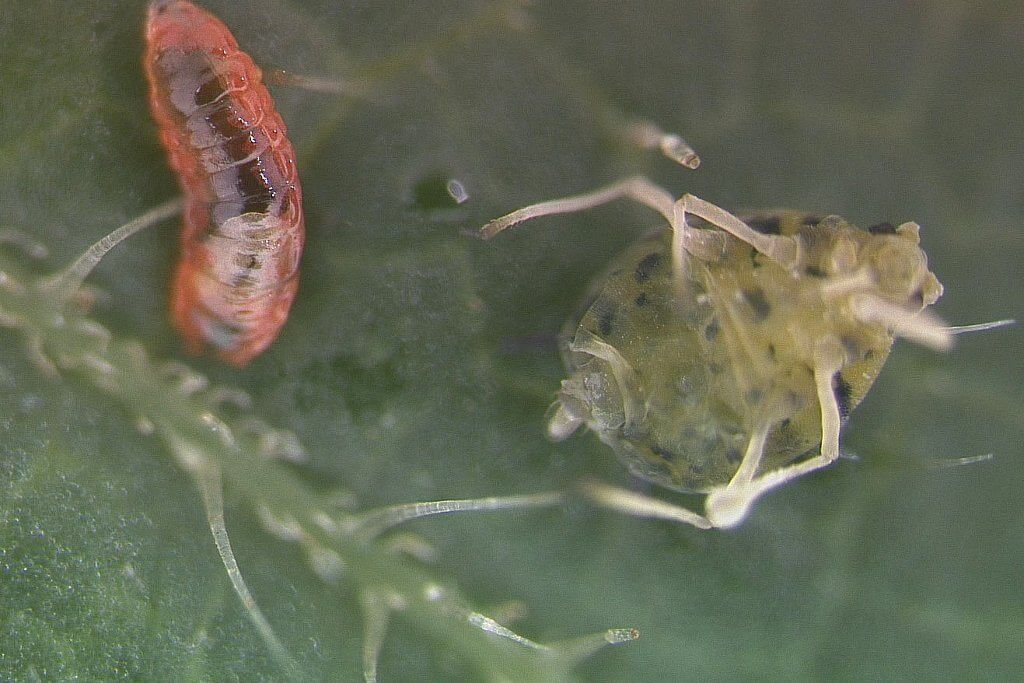 A larva of the parasitoid Endaphis after emerging from the body of its host, the banana aphid. Photo: from the original article, courtesy of Frédéric Muratori