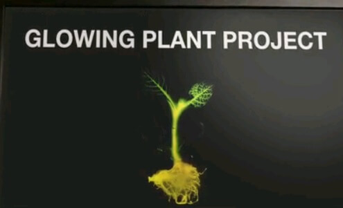 Glowing plants project logo