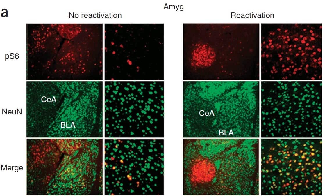 Erasing memories against a relapse back into alcoholism. From the research of Prof. Dorit Ron from the "Galvo" Institute for Addiction Research, and under the leadership of Dr. Segev Barak, currently a researcher at the School of Psychological Sciences and the Segol School of Neuroscience at Tel Aviv University who was published in Nature Neurosicence