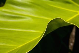 A leaf of the Medang tree. Photo: Australian National University