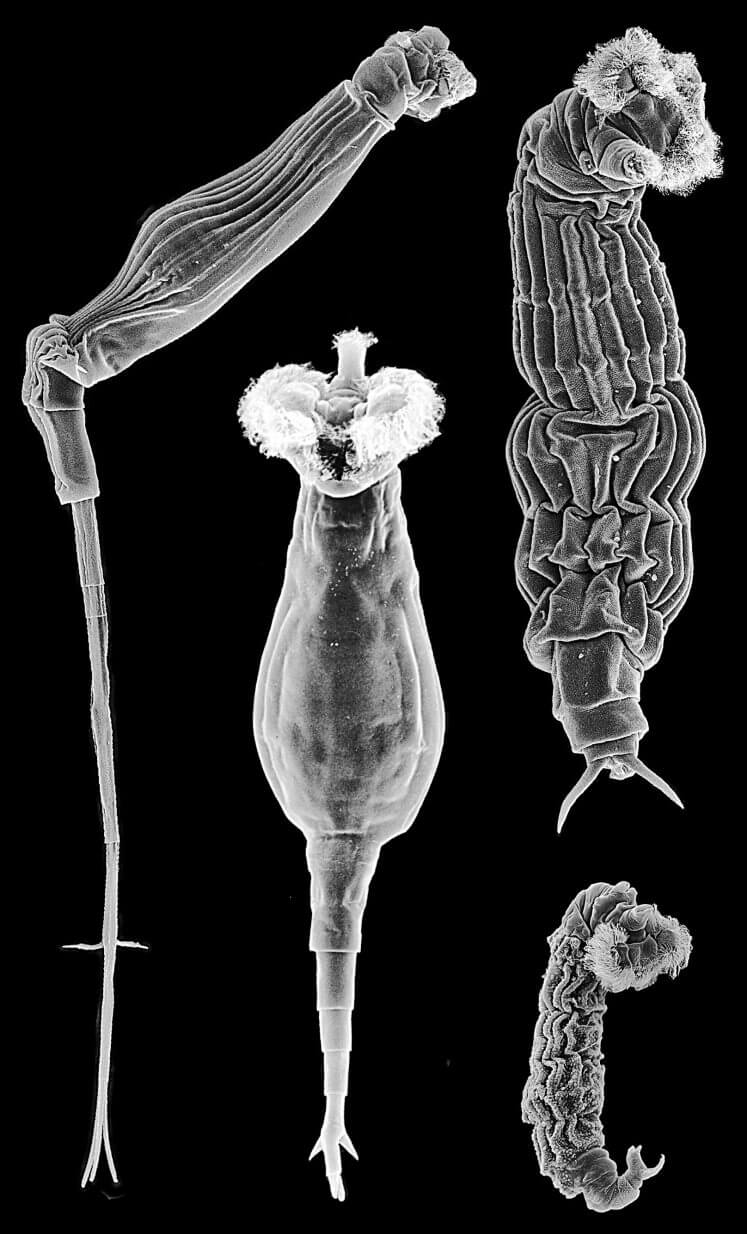 מינים אחדים של רוטיפרים. צילום: דייגו פונטאנטו (Fontaneto), מתוך: Fontaneto, D. et al. PLOS Biol. 5, e87 (2007).