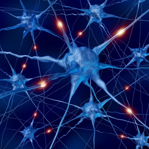 الخلايا العصبية أثناء النشاط. الصورة: L شترستوك