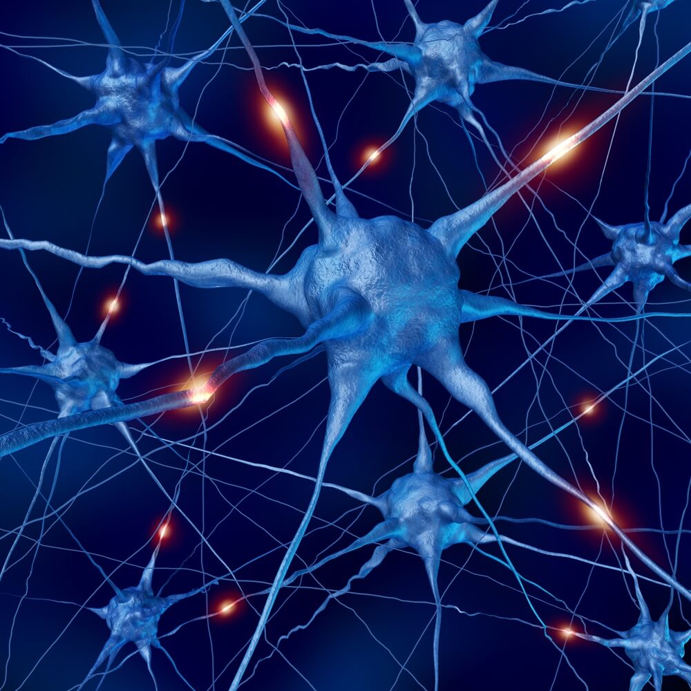 neurons during activity. Image: L shutterstock