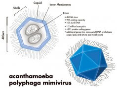 סכימה של וירוס ענק ממשפחת הmimivirus (שגודלו כמחצית מהוירוס שהתגלה). תמונה זו עוצבה בידי Xanthine ונלקחה מויקיפדיה