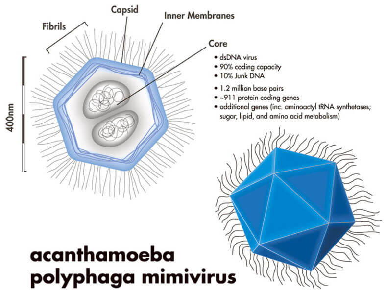 رسم تخطيطي لفيروس عملاق من عائلة الفيروسات المحاكي (وهو حوالي نصف حجم الفيروس الذي تم اكتشافه). تم تصميم هذه الصورة بواسطة Xanthine وتم أخذها من ويكيبيديا
