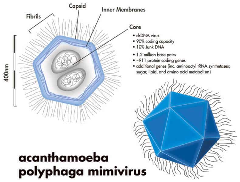  סכימה של וירוס ענק ממשפחת הmimivirus (שגודלו כמחצית מהוירוס שהתגלה). תמונה זו עוצבה בידי Xanthine ונלקחה מויקיפדיה