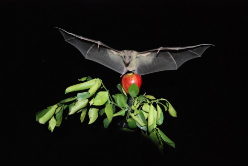 a bat. Photo: Weizmann Institute