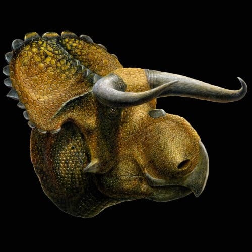 Artist's illustration showing the new horned dinosaur Nasutoceratops titus discovered at Grand Staircase-Escalante National Monument in southern Utah. Photography by Lucas Panzan.