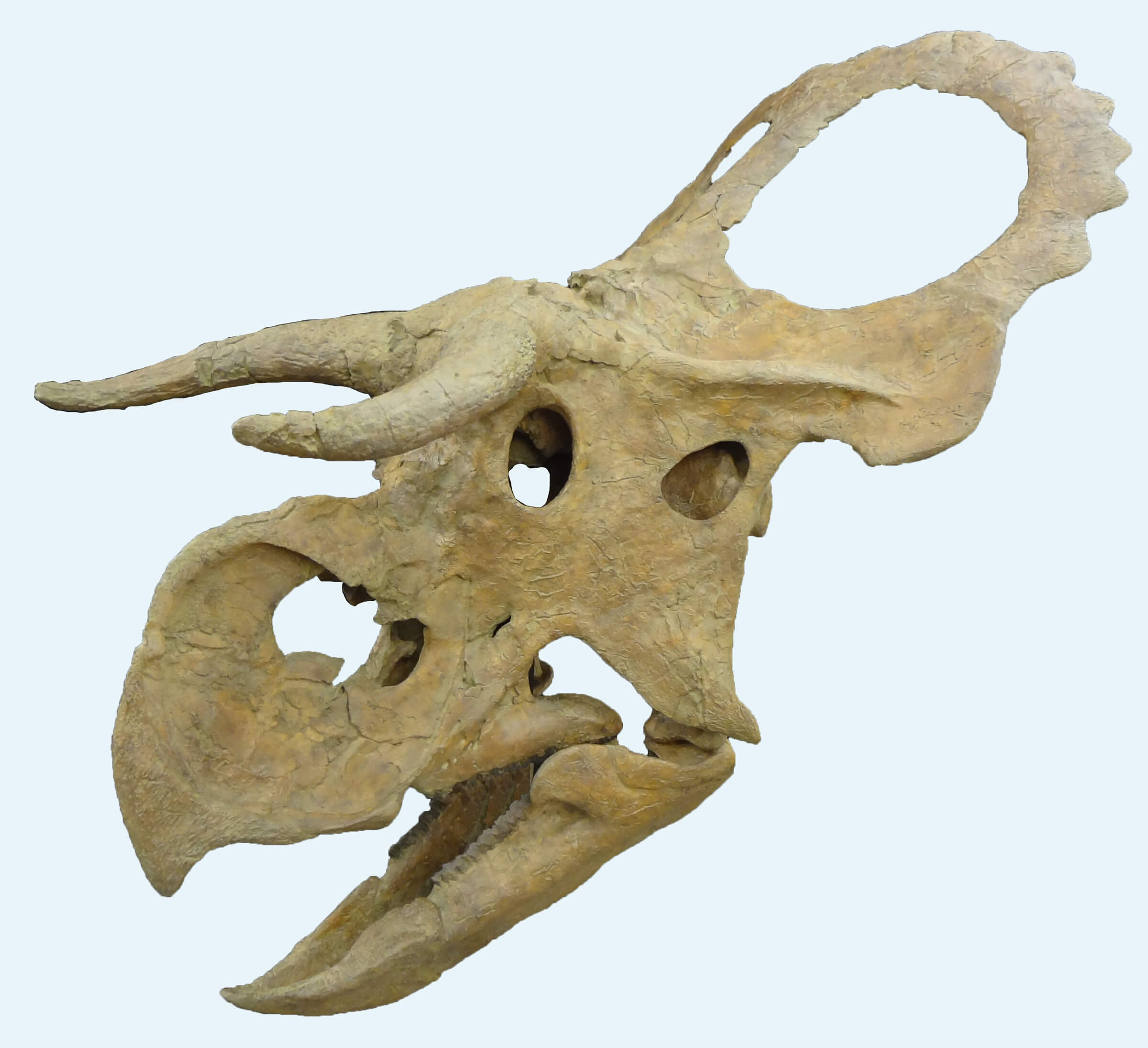 שיחזור הגולגולת של דינוזאור מקורנן שהתגלה בשנת 2013 Nasutoceratops titusi. צילום: Rob Gaston