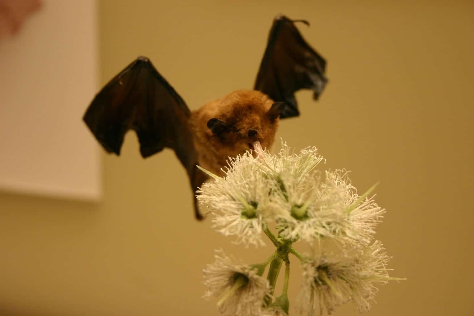 עטלף מוצץ צוף מפרח. תמונה מאת  Ryan Somma  תחת רישיון CC 2.0    
