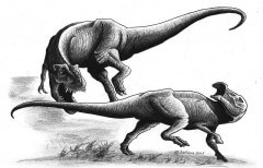 טירנוזאורס רקס מנסה לנשוך בזנבו של דינוזאור צמחוני - תיאור אמן של תגלית לפיה נמצאה שן מאובנת של טי רקס בגופו של הדרוזאורס, הוכחה לכך שהטי רקס ניסה להרוג בעצמו את טרפו. צילום: אוניברסיטת קנזס והמוזיאון להסטוריה של הטבע בפאלם ביץ'