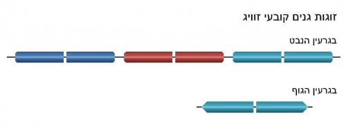 Pairs of mating-determining genes