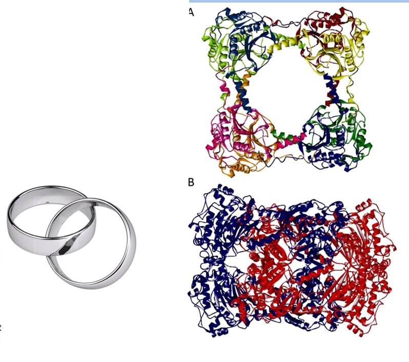 Right: structure of a single ring (A) and structure of a double ring (B), known as hexadecameric catenane. Left: The structure of the hexadecameric catenane can be visualized as two interlocking rings.