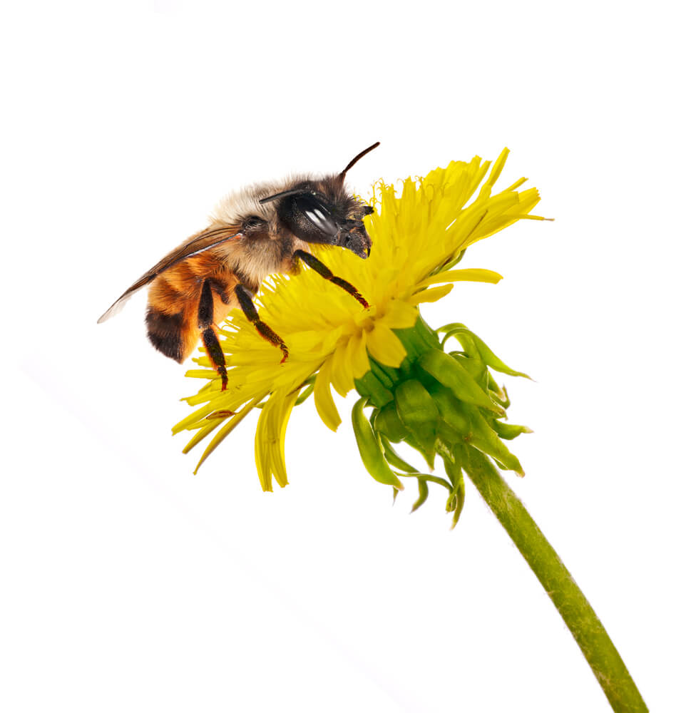 ייתכן כי תחליף הדבש אינו מספק לדבורים את ההגנה הדרושה להן כדי להתמודד עם חומרי ההדברה. צילום:, Shutterstock