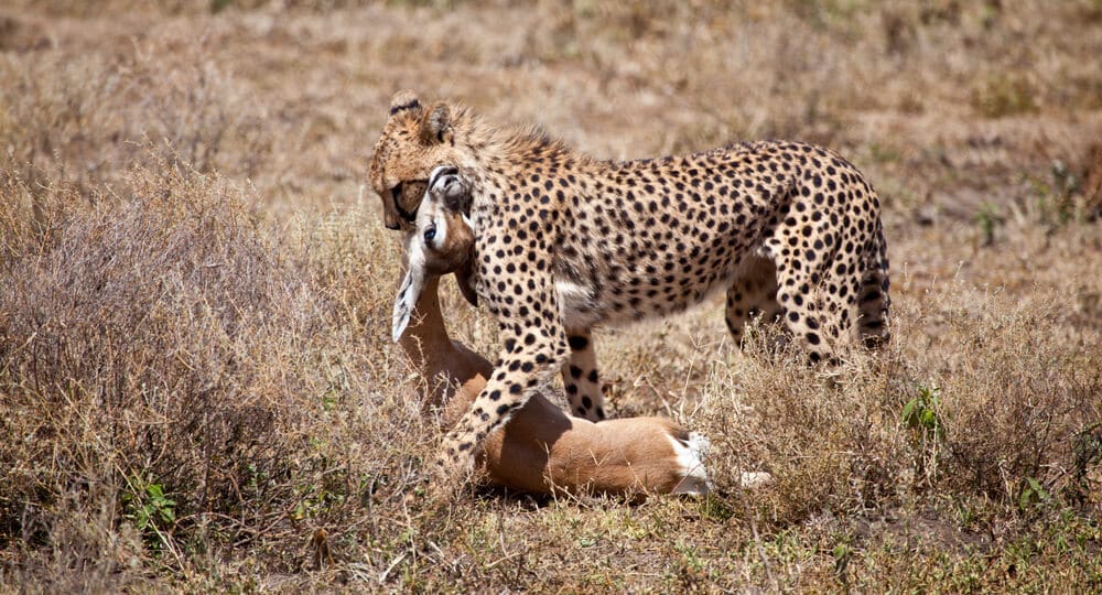 A female cheetah devours her prey - a Thompson deer cub. Photo: shutterstock