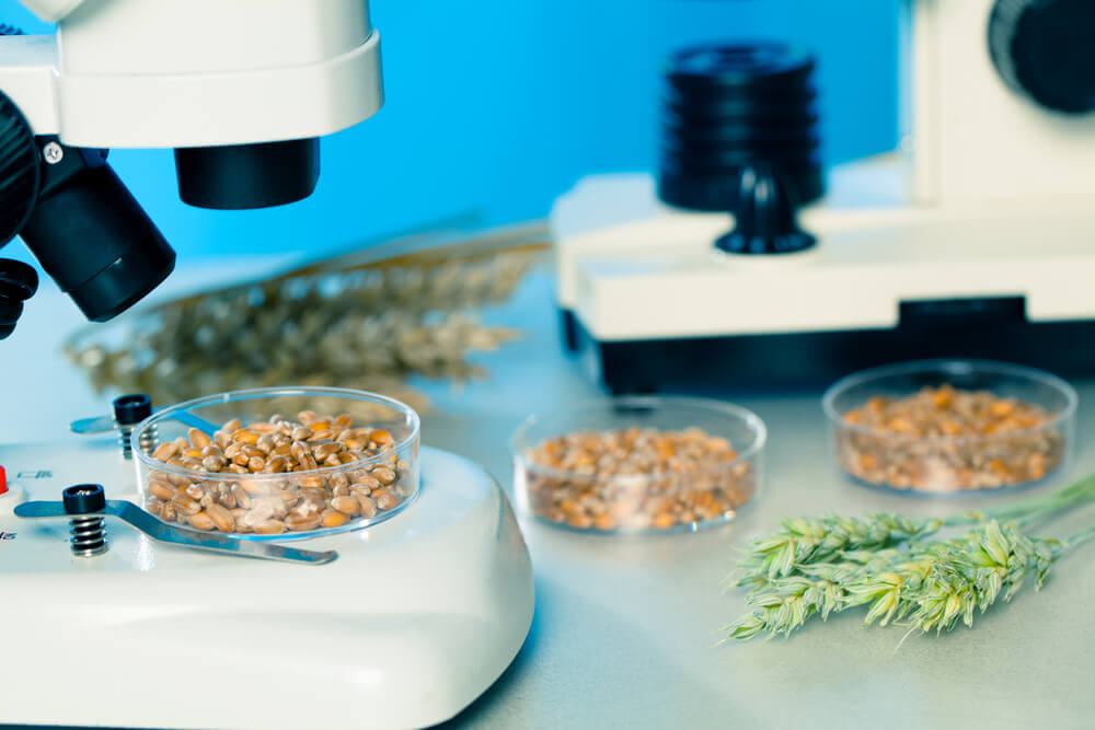 Testing food plants in the laboratory. Photo: shutterstock