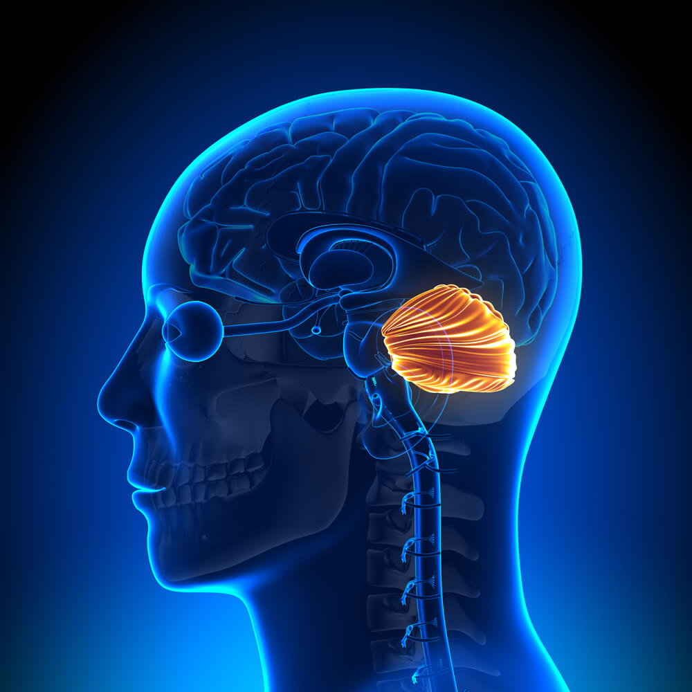 The cerebellum - the cerebellum. Photo: shutterstock