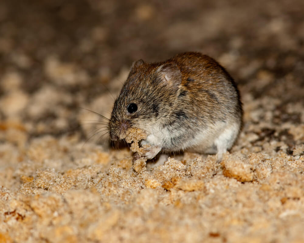 Male and female prairie voles maintain a strong bond after mating, staying together while caring for the offspring and protecting the mates from other prairie voles. Photo: Shutterstock