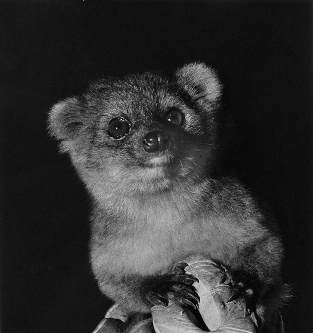 A female Olingito that was exhibited in the XNUMXs and XNUMXs in several US zoos, but was mistakenly classified as a member of another species. Photo: Smithsonian Institution