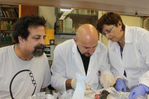 משמאל לימין: פרופ' אהרן אביבי, ד"ר עימאד שמס וד"ר אירנה מנוב מהמכון לאבולוציה באוניברסיטת חיפה. תצלום באדיבותם 