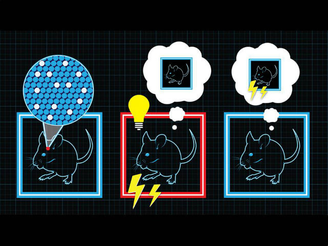 א. תאי מוח פועלים כשהעכבר לומד להכיר את החדר הכחול (שמאל); ב. בחדר אחר, מופעל זיכרון החדר הכחול+חשמול; ג. כשהעכבר שוב בחדר הכחול, הוא קופא מפחד, בשל הזיכרון המוטעה ששם חושמל.
