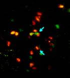 תאים חיסוניים מסוג T (ירוק), התוקפים את רקמת התורם, נצמדים (חצים כחולים) לתאי וטו (אדום) של התורם. התקשרות זו גורמת לחיסולם על-ידי תאי הווטו. צולם במיקרוסקופ דו-פוטוני    