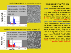 תאי חולד בריאים הורגים תאי סרטן אנושיים. איור באדיבות פרופ' אהרן אביבי ושותפיו מהמכון לאבולוציה באוניברסיטת חיפה