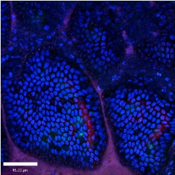 המעי הדק של עכבר חי תחת מיקרוסקופ דו-פוטוני. צילום: מכון ויצמן